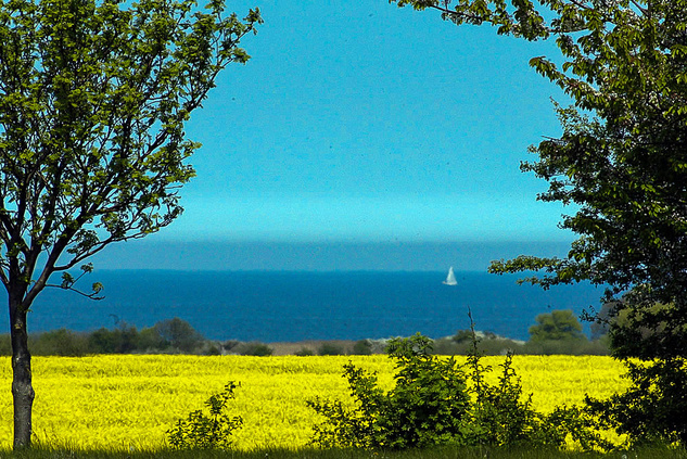 Rapsblüte Ostsee