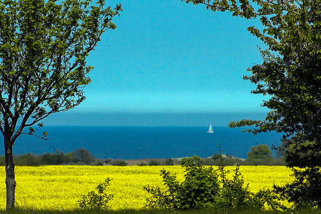 Rapsblüte Ostsee