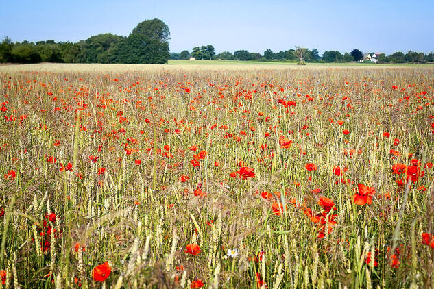 Blütenmeer in der Probstei
